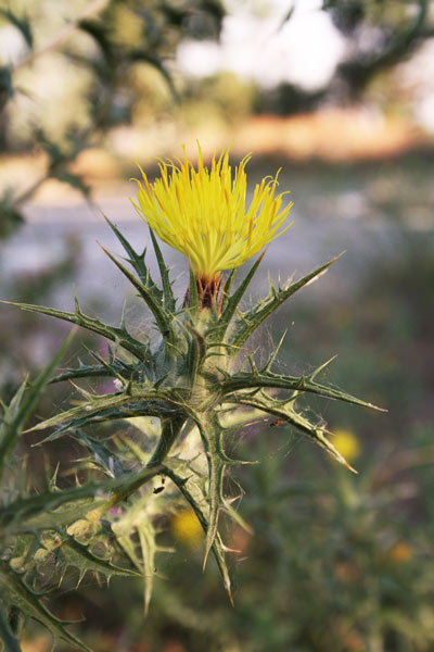 Carthamus lanatus, Cartamo lanato, Zafferanone selvatico, Cardu truppulu, Gardumele, Spina niedda