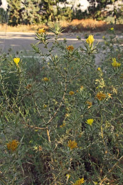 Carthamus lanatus, Cartamo lanato, Zafferanone selvatico, Cardu truppulu, Gardumele, Spina niedda