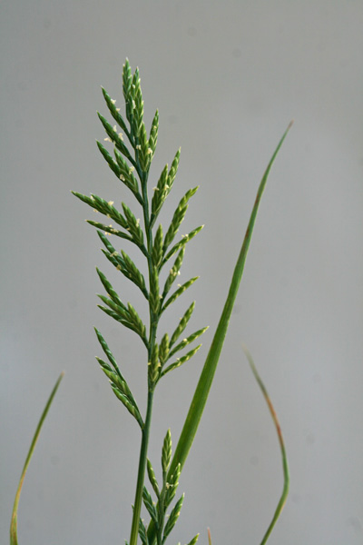 Catapodium rigidum, Logliarello ruderale