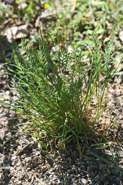 Catapodium rigidum, Logliarello ruderale