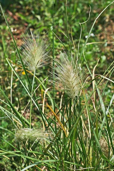 Cenchrus longisetus, Penniseto lanceolato, Penniseto villoso