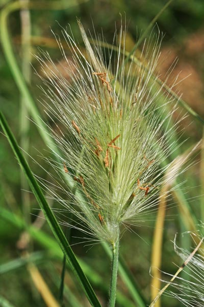 Cenchrus longisetus, Penniseto lanceolato, Penniseto villoso