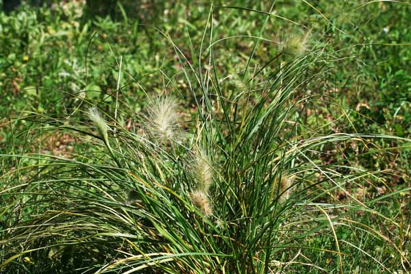 Cenchrus longisetus, Penniseto lanceolato, Penniseto villoso