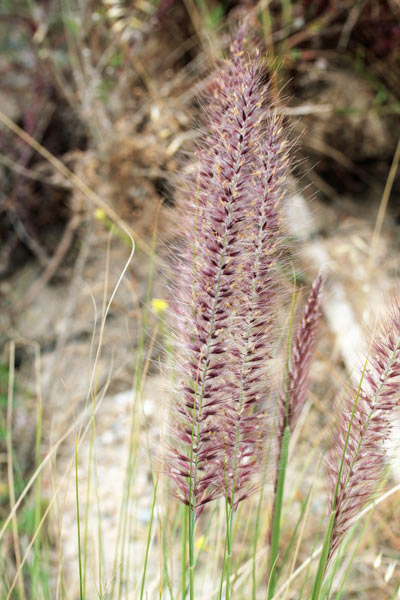 Cenchrus setaceus, Penniseto allungato, Penniseto setaceo