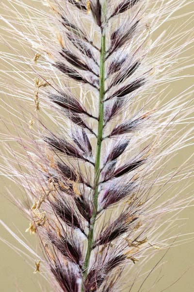 Cenchrus setaceus, Penniseto allungato, Penniseto setaceo