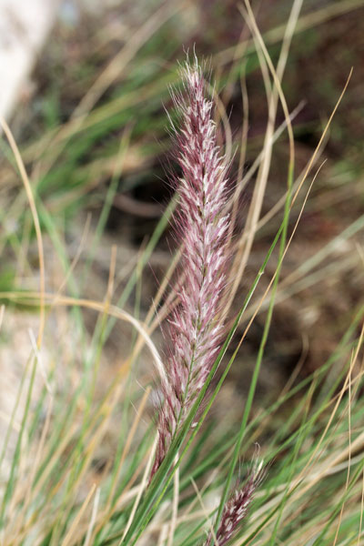 Cenchrus setaceus, Penniseto allungato, Penniseto setaceo