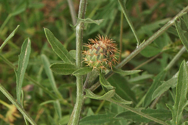 Centaurea aspera, Fiordaliso ispido, Muccu-muccu, Panimundu, Tribulia