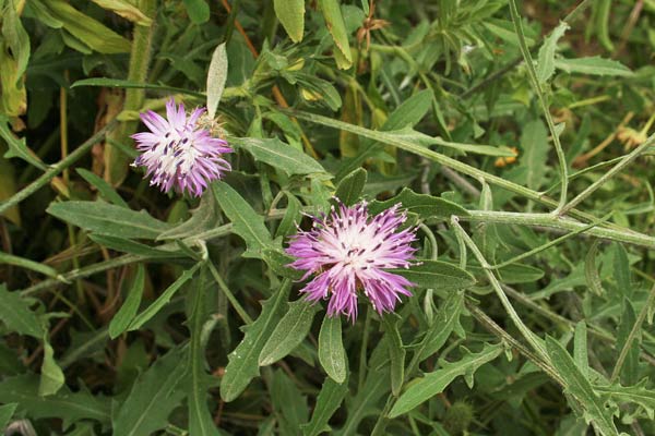 Centaurea aspera, Fiordaliso ispido, Muccu-muccu, Panimundu, Tribulia