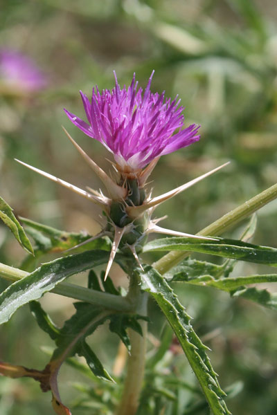 Centaurea calcitrapa, Calcatreppola, Fiordaliso stellato, Cadalava, Cadattu, Cardu istratu, Cardu stellau