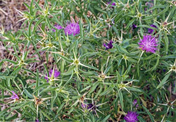 Centaurea calcitrapa, Calcatreppola, Fiordaliso stellato, Cadalava, Cadattu, Cardu istratu, Cardu stellau