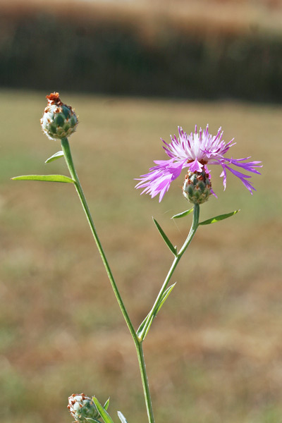 Centaurea diluta, Fiordaliso del nord Africa