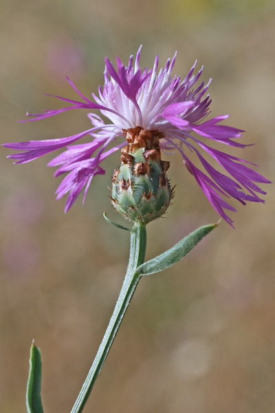 Centaurea diluta, Fiordaliso del nord Africa