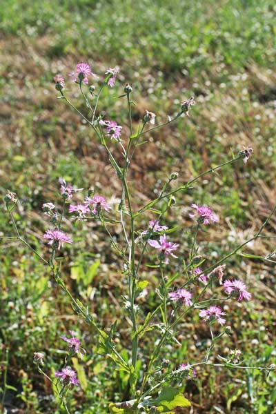 Centaurea diluta, Fiordaliso del nord Africa