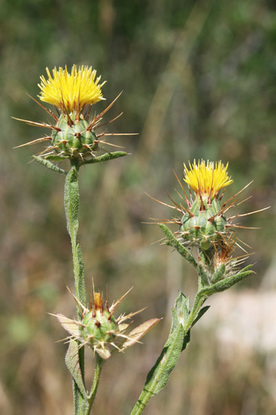 Centaurea melitensis, Fiordaliso maltese, Pani de molenti, Panimundu