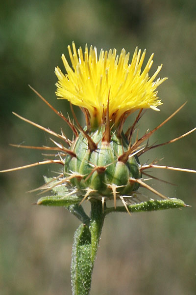 Centaurea melitensis, Fiordaliso maltese, Pani de molenti, Panimundu