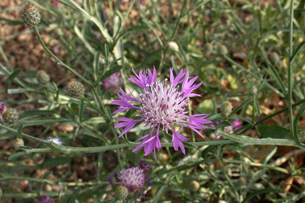 Centaurea napifolia, Fiordaliso romano, Pani de ainu, Panecuccu