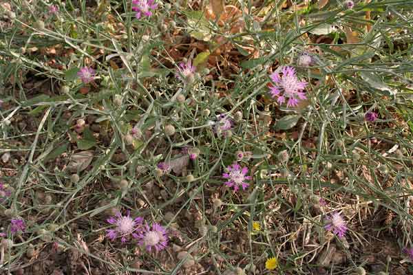 Centaurea napifolia, Fiordaliso romano, Pani de ainu, Panecuccu