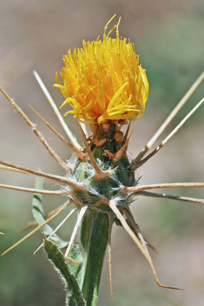 Centaurea solstitialis subsp. schouwii, Fiordaliso giallo, Spino giallo