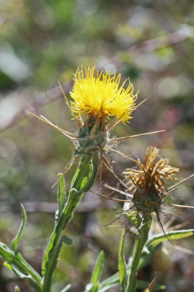 Centaurea solstitialis subsp. schouwii, Fiordaliso giallo, Spino giallo