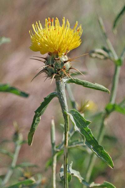 Centaurea sicula, Fiordaliso nizzardo, Fiordaliso siculo,Pani de molenti, Panimundu