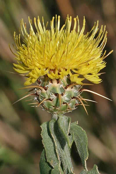 Centaurea sicula, Fiordaliso nizzardo, Fiordaliso siculo,Pani de molenti, Panimundu