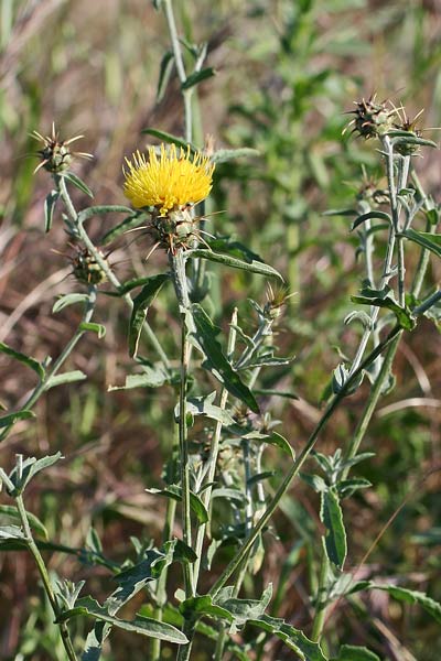 Centaurea sicula, Fiordaliso nizzardo, Fiordaliso siculo,Pani de molenti, Panimundu