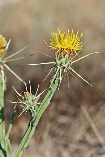 Centaurea solstitialis subsp. soslstitialis, Calcatreppole, Fiordaliso giallo, Spino giallo, Cadattu, Gardu sprone, Spina cadattola, Spronioru