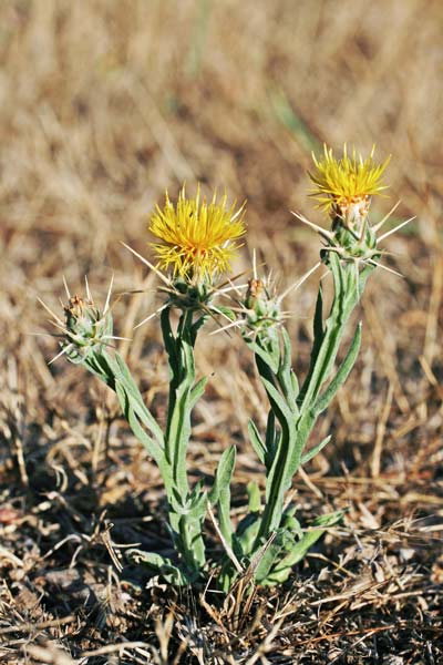 Centaurea solstitialis subsp. soslstitialis, Calcatreppole, Fiordaliso giallo, Spino giallo, Cadattu, Gardu sprone, Spina cadattola, Spronioru