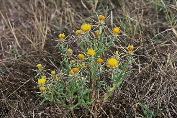 Centaurea solstitialis subsp. soslstitialis, Calcatreppole, Fiordaliso giallo, Spino giallo, Cadattu, Gardu sprone, Spina cadattola, Spronioru