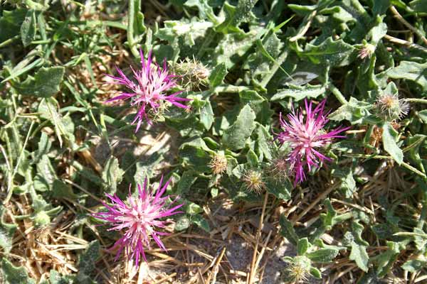 Centaurea sphaerocephala, Fiordaliso delle spiagge, Panecuccu