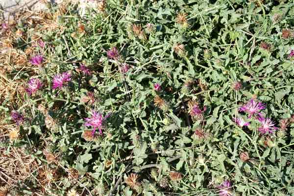 Centaurea sphaerocephala, Fiordaliso delle spiagge, Panecuccu