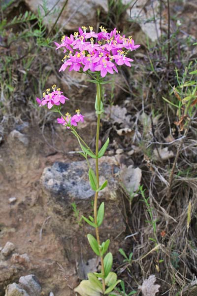 Centaurium erythraea, Biondella, Centauro maggiore Scacciafebbre, Eiva de sa malarica, Erba de china, Zentaura