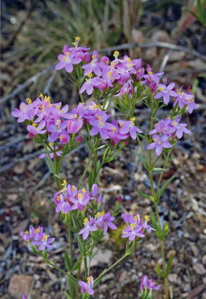 Centaurium erythraea, Biondella, Centauro maggiore Scacciafebbre, Eiva de sa malarica, Erba de china, Zentaura