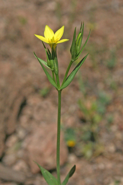 Centaurium maritimum, Centauro marittimo, Brundajola, Brundedda