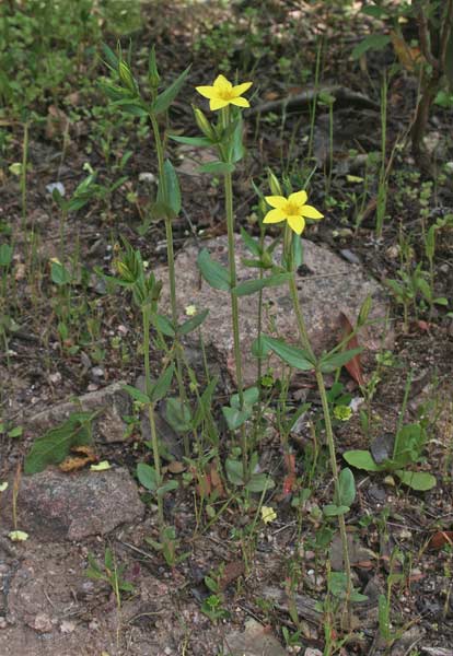 Centaurium maritimum, Centauro marittimo, Brundajola, Brundedda