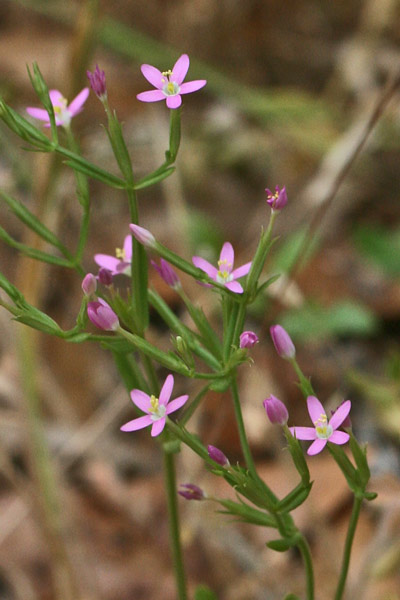 Centaurium teniflorum, Centauro tenue