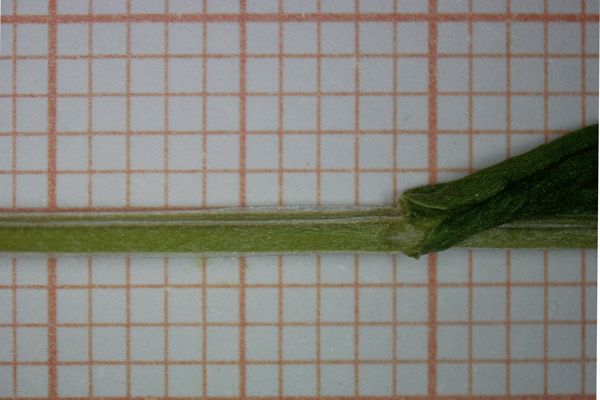 Centaurium teniflorum, Centauro tenue