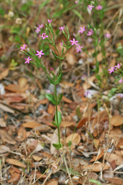 Centaurium teniflorum, Centauro tenue