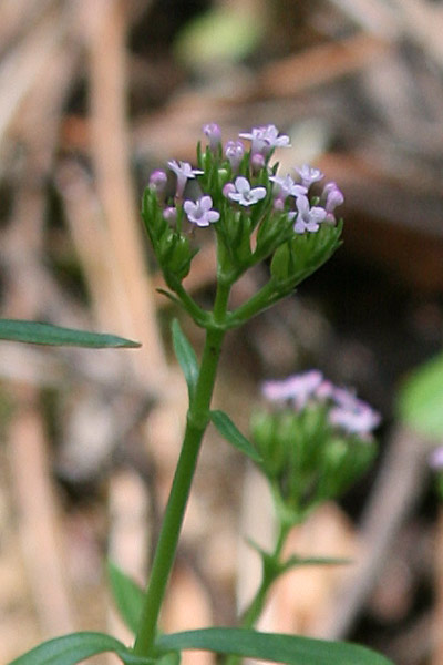 Centranthus calcitrapae, Camarezza minore, Valeriana calcitreppola, Erba de gattus