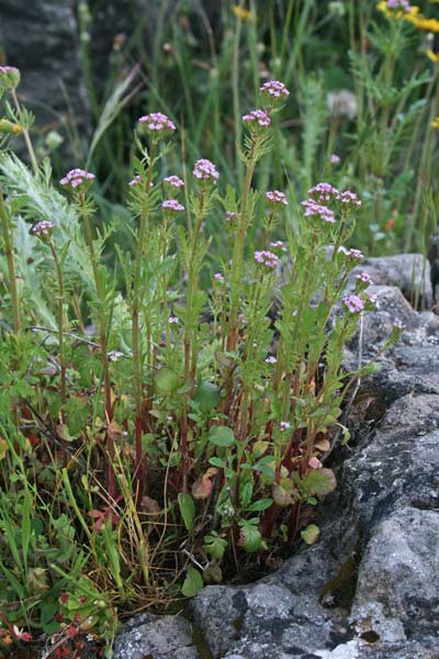 Centranthus calcitrapae, Camarezza minore, Valeriana calcitreppola, Erba de gattus