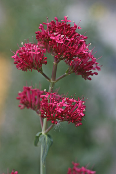 Centranthus ruber, Valeriana rossa, Balariana arrubia, Ballariana, Balleriana, Valeriana arrubia, Valeriana