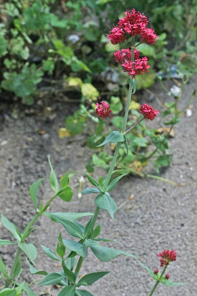 Centranthus ruber, Valeriana rossa, Balariana arrubia, Ballariana, Balleriana, Valeriana arrubia, Valeriana