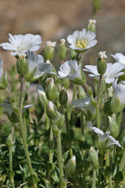 Cerastium boisserianum, Peverina di Gibilterra