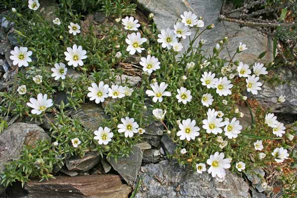 Cerastium boisserianum, Peverina di Gibilterra