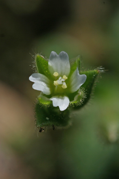 Cerastium diffusum, Peverina a quattro stili