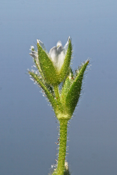 Cerastium diffusum, Peverina a quattro stili