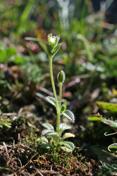 Cerastium diffusum, Peverina a quattro stili