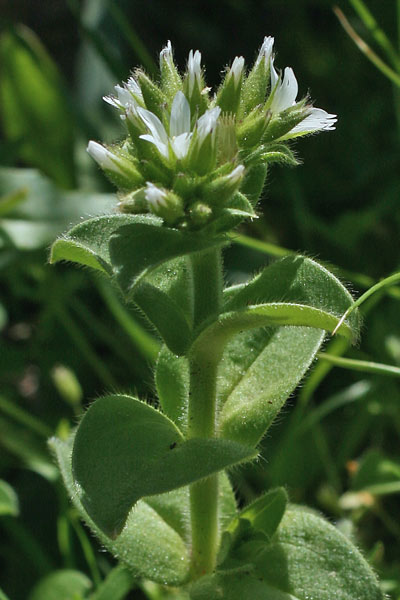 Cerastium glomeratum, Cencio molle, Peverina dei campi, Erba de puddas, Puddina