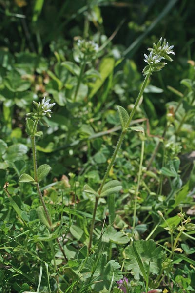 Cerastium glomeratum, Cencio molle, Peverina dei campi, Erba de puddas, Puddina