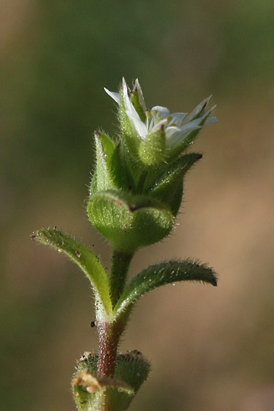 Cerastium pumilum, Peverina piccola